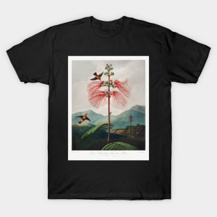 Large–Flowering Sensitive Plant T-Shirt